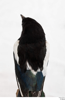 Common magpie Pica pica head 0011.jpg